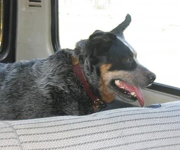 Dogs and Trucks