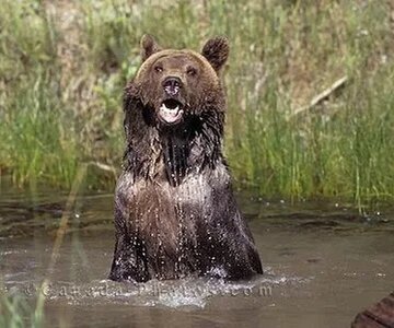 bad news bear