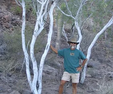 Bushrat with a Palo Blanco tree