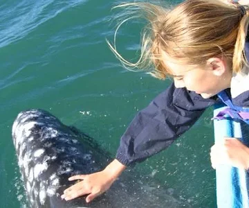 Petting the Whales