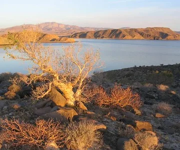 Terote Blanco at Ensenada Alcatraz