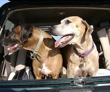 Ridgebacks love LandCruisers