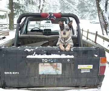My dog Coyote, in the back of my 86 4Runner. We were on the way to buy a new top.