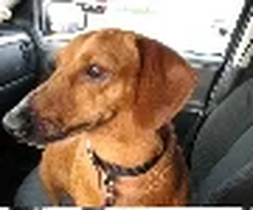 Frequent sidekick, Ladybug