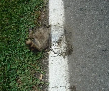 "Only in Louisiana"   Louisiana Road kill...