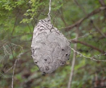 Hanging over River Road near the big water fall