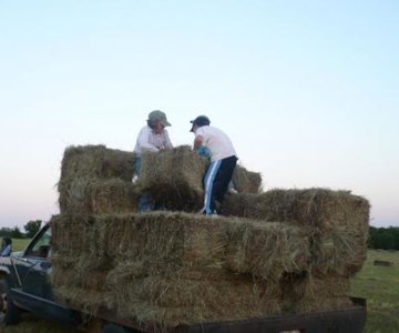 the other kids stacking hay as i throw it on the truck