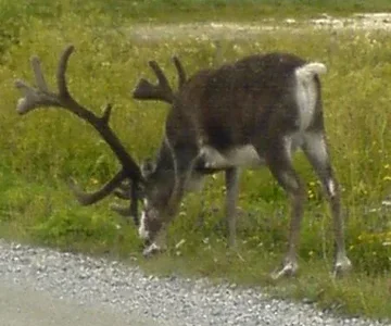 Bilferie i Nord Norge juli 07 049