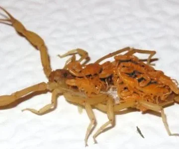 Unwanted house guests.