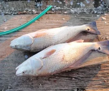 fishing trip 016