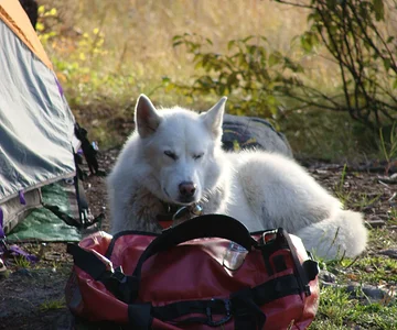 bros wild dog