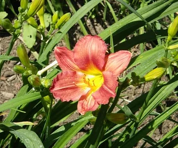 debbies flowers 004