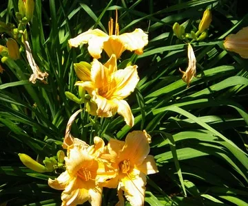 debbies flowers 006
