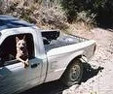 Koda driving again.