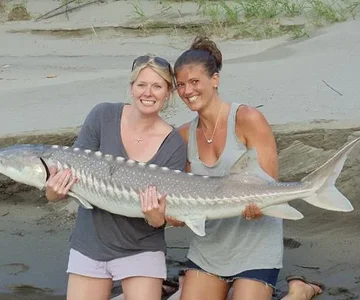 small white sturgeon
released by the chicks