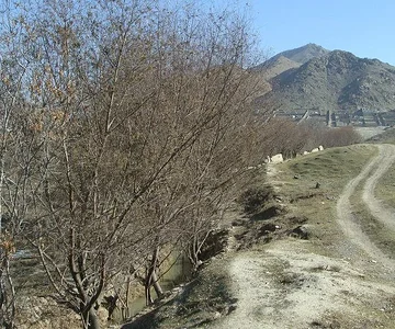 Rishkoor 3
