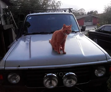 Wonderful hood ornament