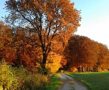 fall colors 2
