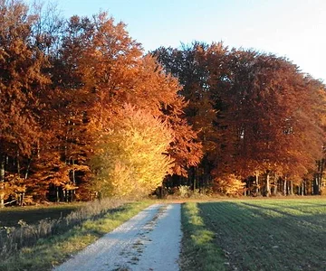 fall colors