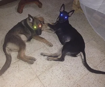 laser eyes