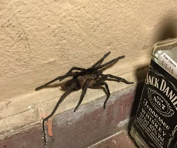 Horse spider San Salvador