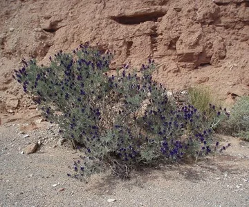 P1010266 Indigo Bush