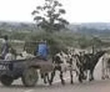limo