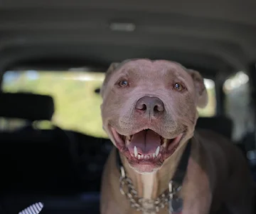 Good boy