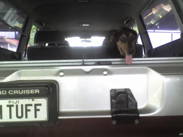 4 month old rott pup Ratu in my 80, the poor fella just won his war against leptospirosis........... so he seems really skinny right now...