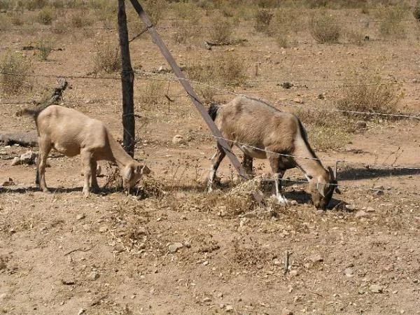 A couple of goats feeding along side the road.