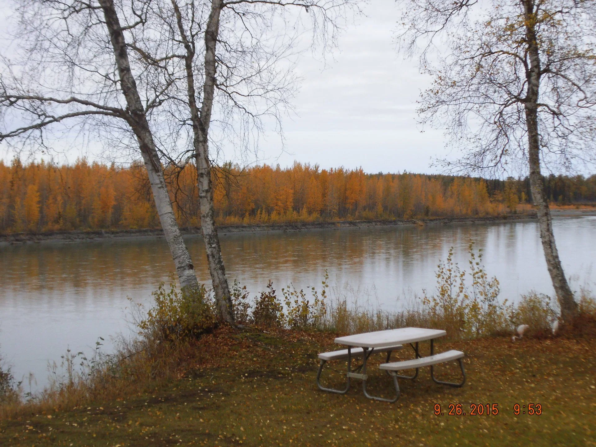 Alaska fall colors on Big Su