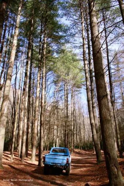 Among The Trees...