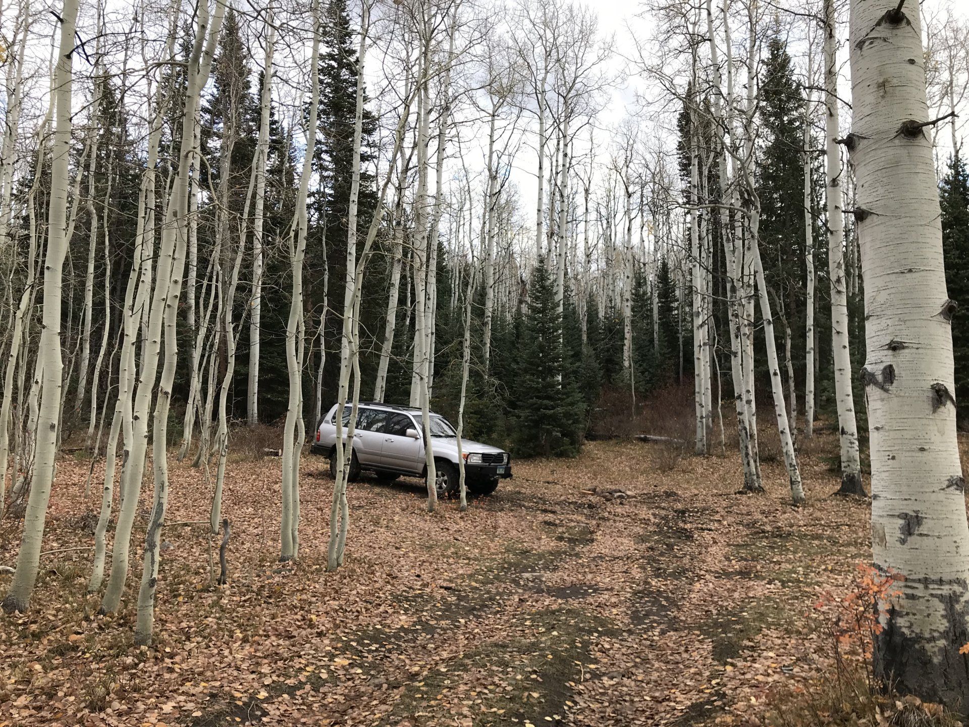 Aspens