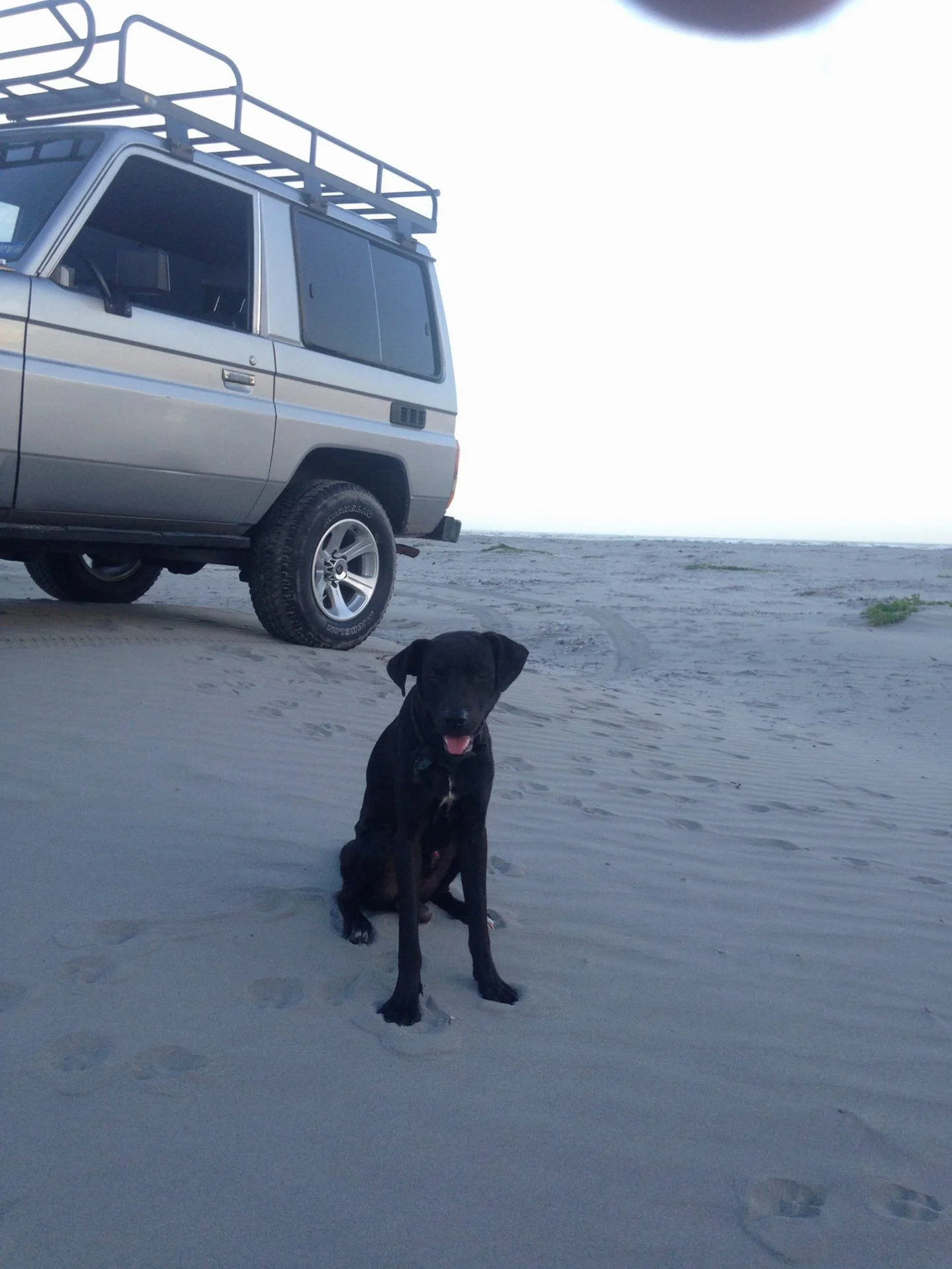 Beach dog