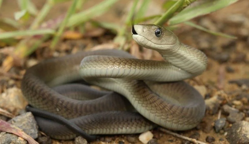 Black mamba