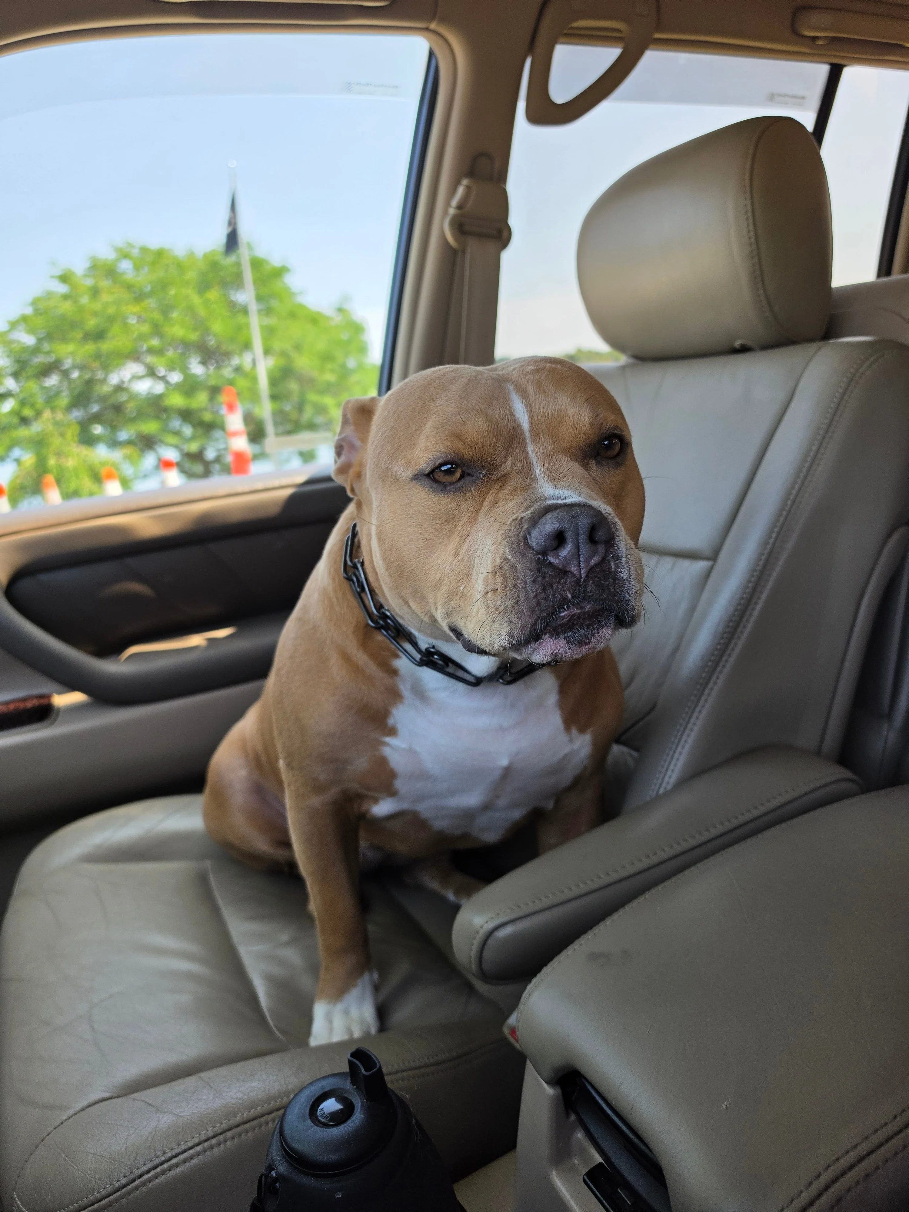 Bully in passenger