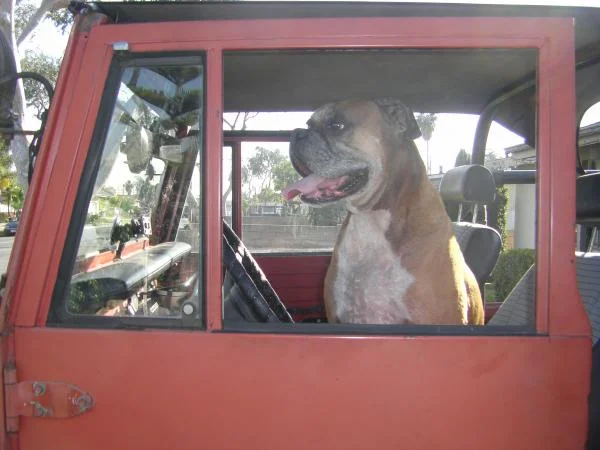 chester likes cruisers too