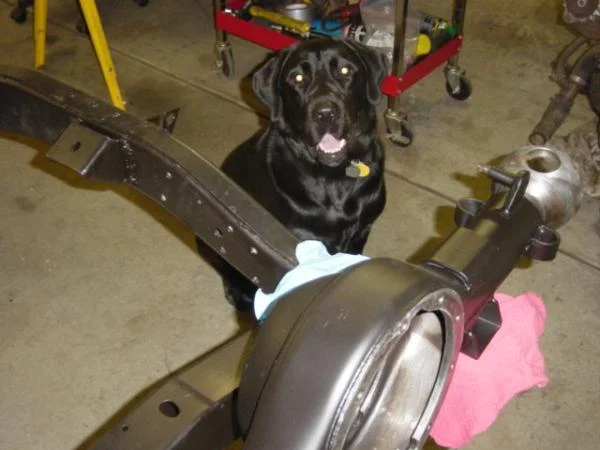 cruiser dog