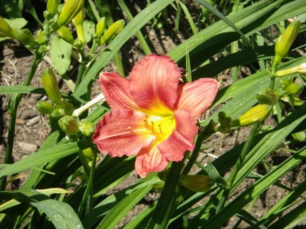 debbies flowers 004