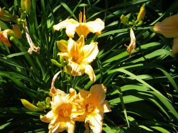 debbies flowers 006