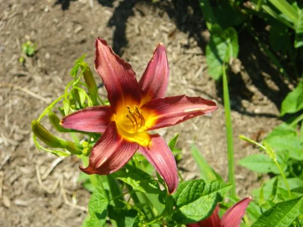 debbies flowers 007