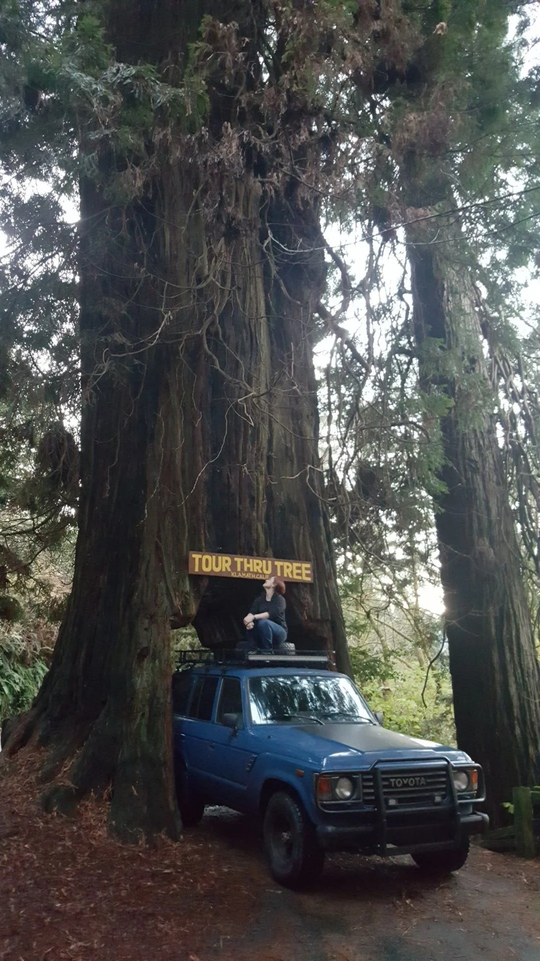 Drive-Thru Tree in northern California