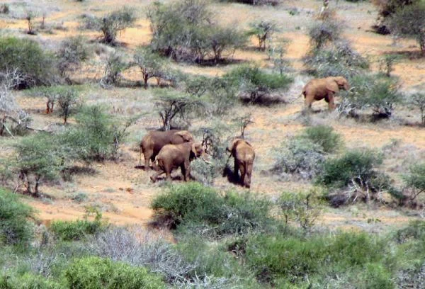 elephants
