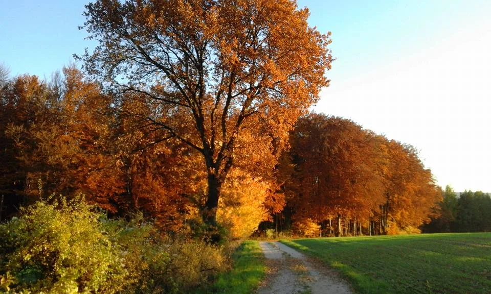 fall colors 2