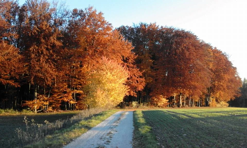 fall colors
