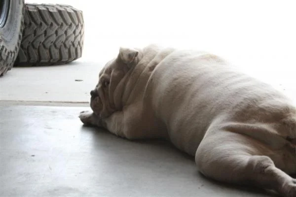 Fat Girl Chills hard when I wrench