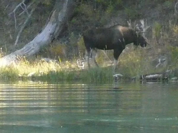 Fishing Distraction. This moose was great. We came up on him so quietly fishing he could care we were there. Stayed for hours. We, with just a crappy lil camera, dang-it.