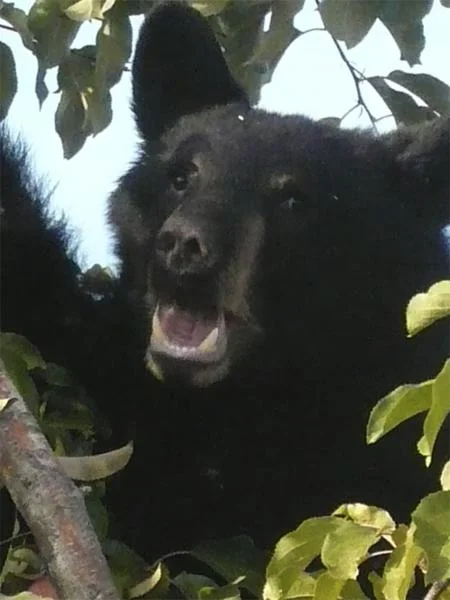 Friend Bear. This guy just in my backyard eating apples and chokecherries. Every year we have at least 5 different bears. So cool to watch them do their thing. All 'friends' as we've not had a bad one in the 11 years here.