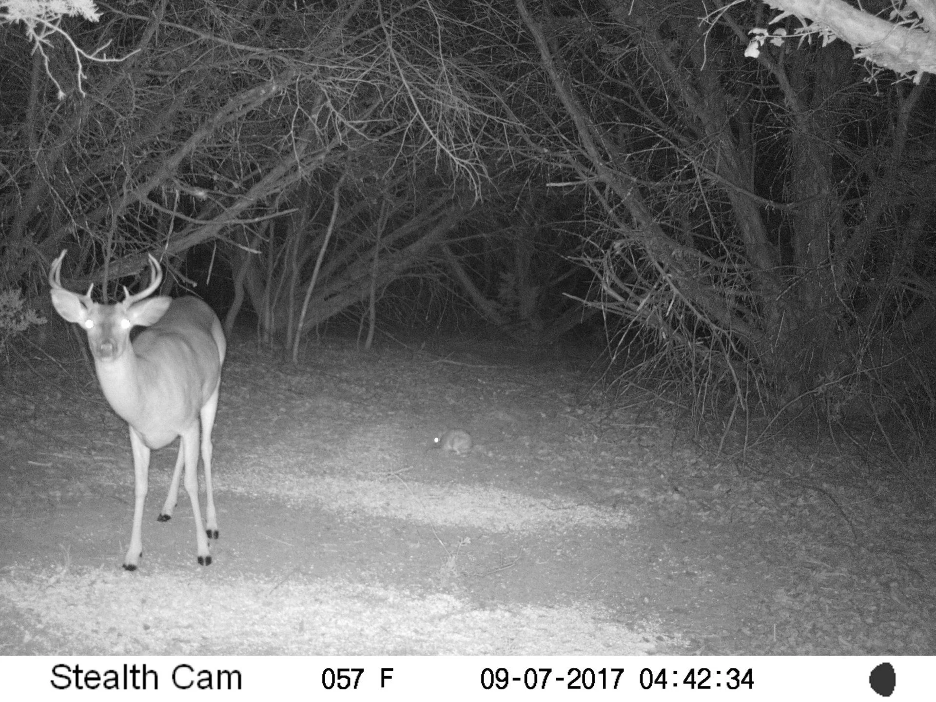 game camera buck night