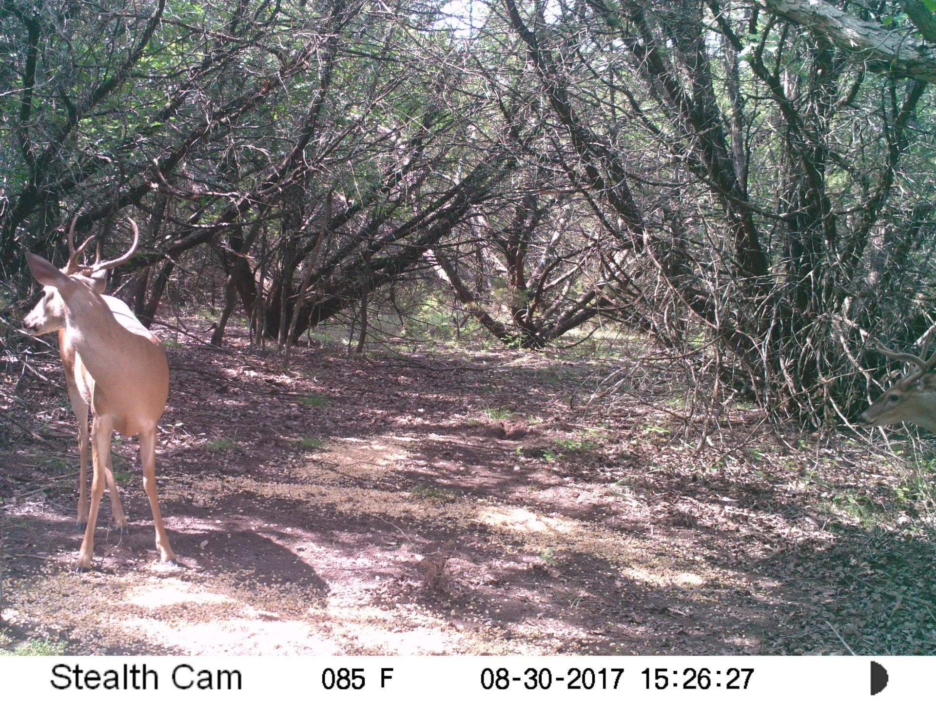 game camera buck